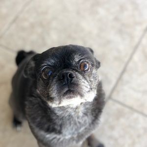 Meet your Posher, Alysen